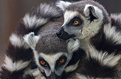 叙事模拟管理类游戏《债务人俱乐部》已正式发售并获得好评